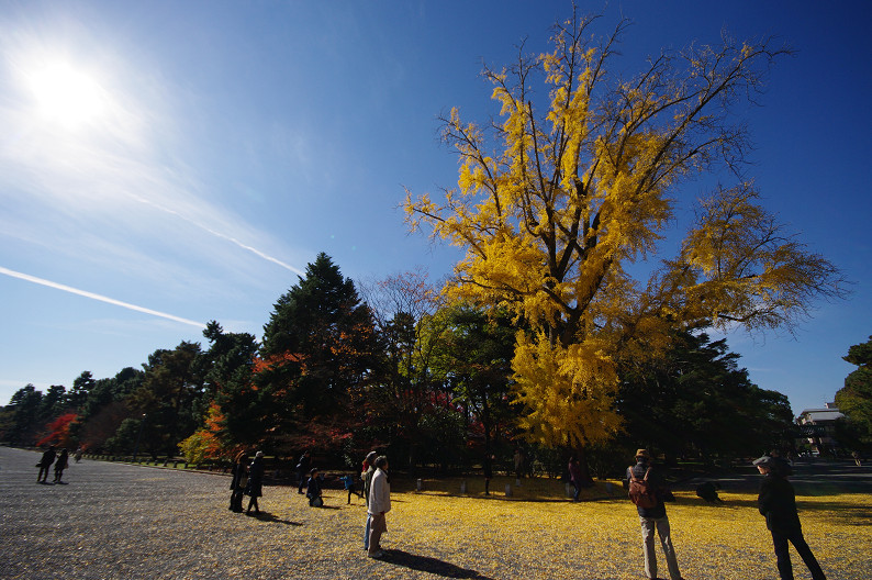 紅葉 2012　～京都御苑～_f0152550_22494150.jpg