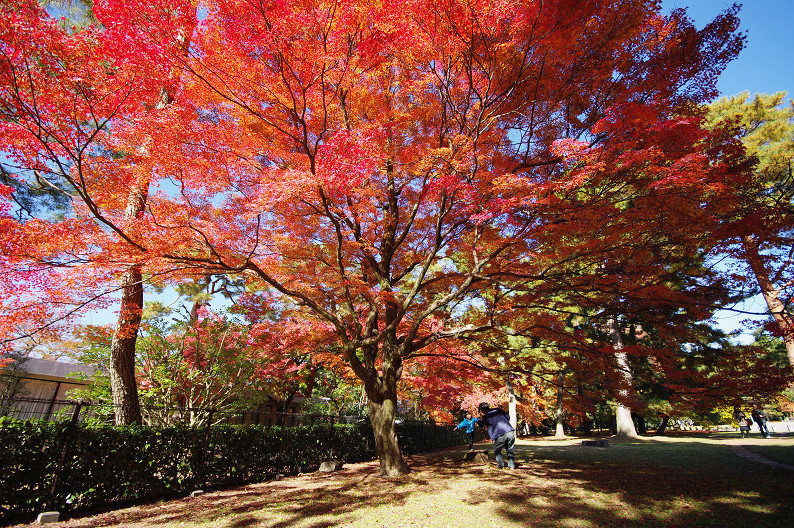 紅葉 2012　～京都御苑～_f0152550_22495415.jpg