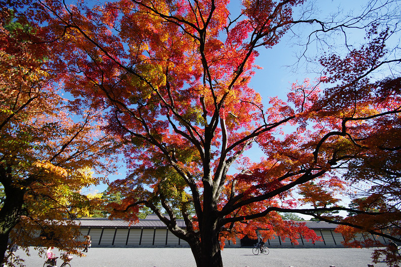 紅葉 2012　～京都御苑～_f0152550_2250153.jpg