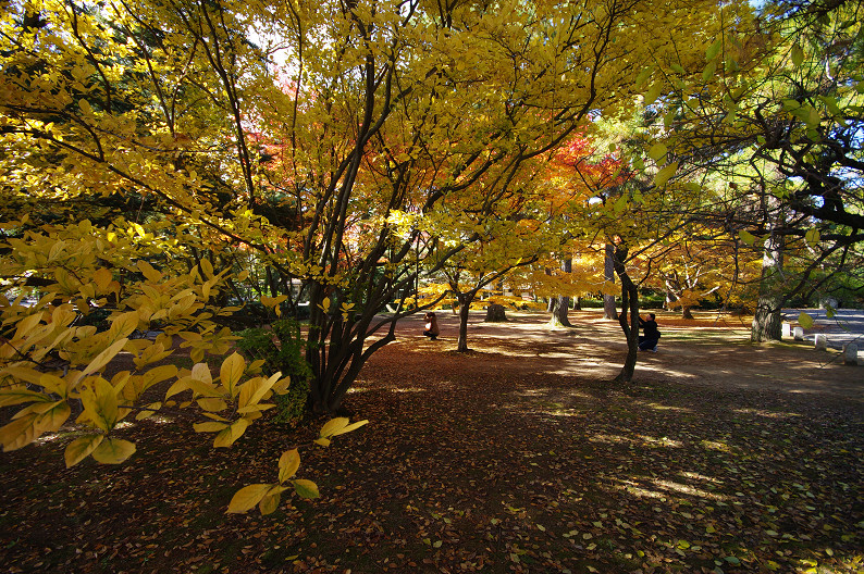 紅葉 2012　～京都御苑～_f0152550_22501817.jpg