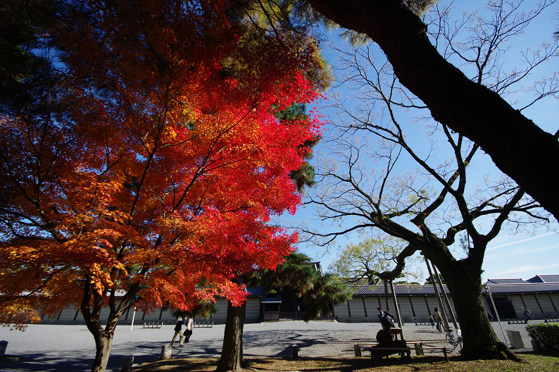 紅葉 2012　～京都御苑～_f0152550_22502660.jpg