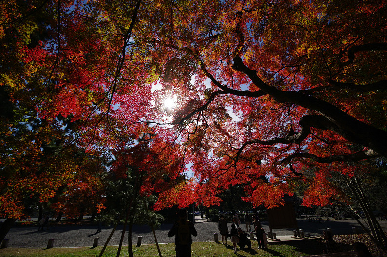 紅葉 2012　～京都御苑～_f0152550_22504218.jpg