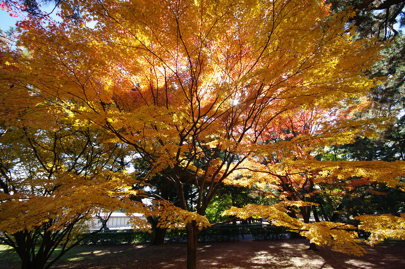 紅葉 2012　～京都御苑～_f0152550_2250796.jpg