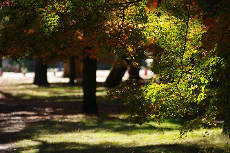 紅葉 2012　～京都御苑～_f0152550_2251138.jpg