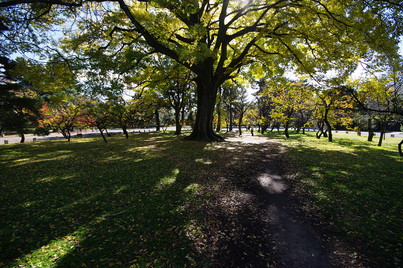 紅葉 2012　～京都御苑～_f0152550_22512027.jpg