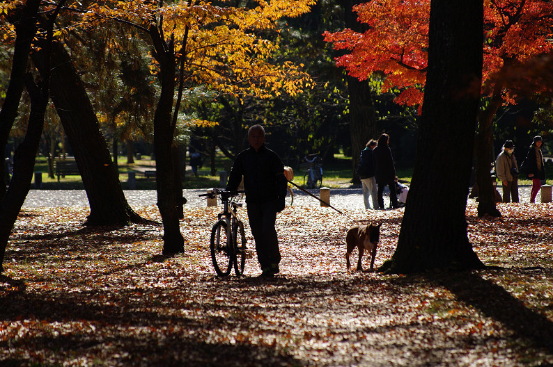 紅葉 2012　～京都御苑～_f0152550_2251727.jpg