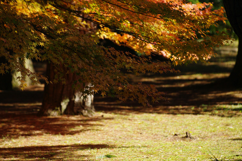 紅葉 2012　～京都御苑～_f0152550_22525838.jpg