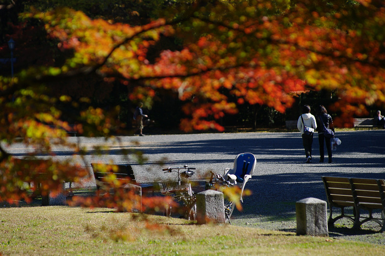 紅葉 2012　～京都御苑～_f0152550_22531229.jpg