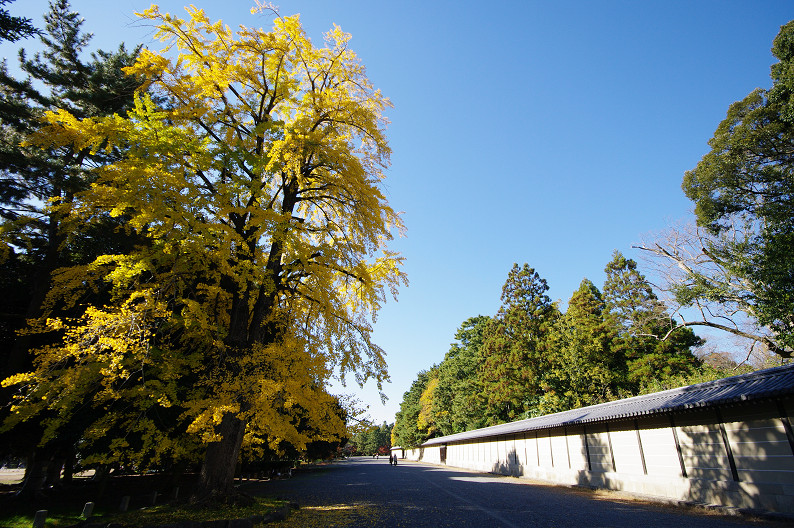 紅葉 2012　～京都御苑～_f0152550_22532048.jpg