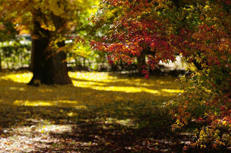 紅葉 2012　～京都御苑～_f0152550_22534880.jpg