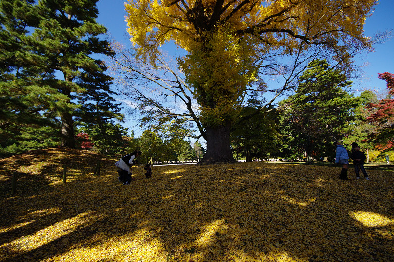 紅葉 2012　～京都御苑～_f0152550_22543265.jpg