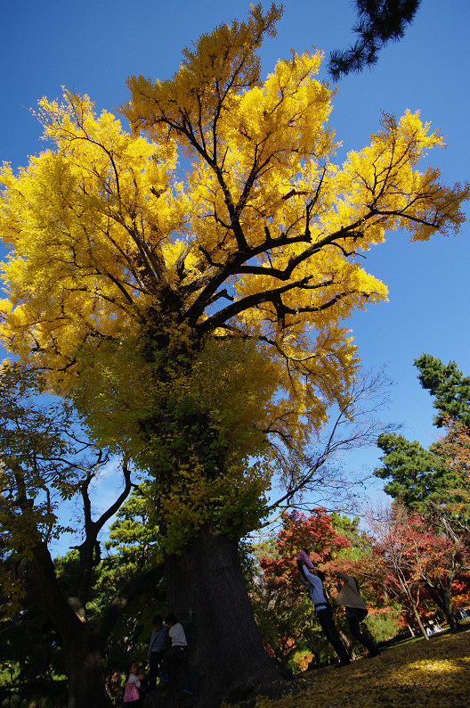 紅葉 2012　～京都御苑～_f0152550_225552100.jpg