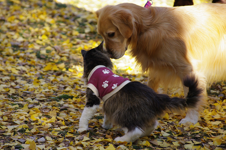 紅葉 2012　～京都御苑～_f0152550_22562497.jpg