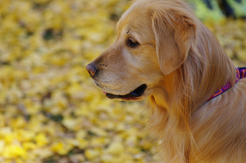 紅葉 2012　～京都御苑～_f0152550_22563246.jpg