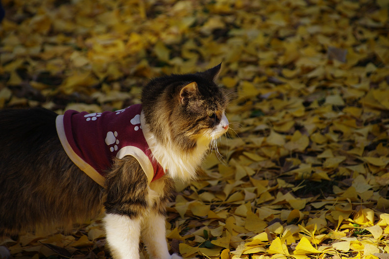 紅葉 2012　～京都御苑～_f0152550_22564123.jpg