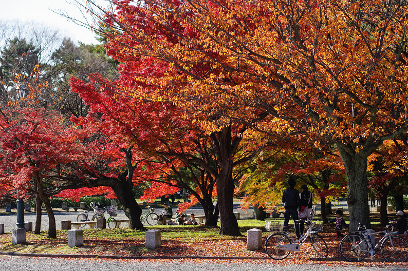 紅葉 2012　～京都御苑～_f0152550_22564992.jpg