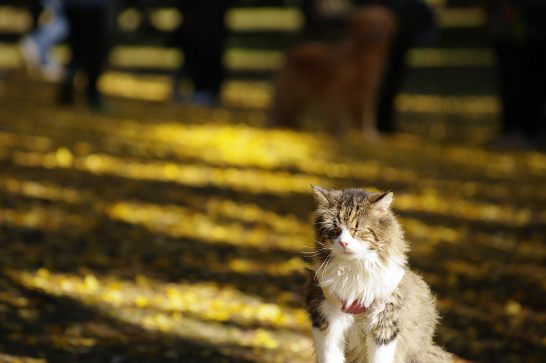 紅葉 2012　～京都御苑～_f0152550_22565652.jpg