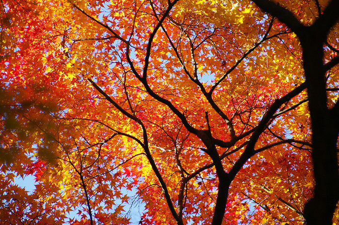 紅葉 2012　～京都御苑～_f0152550_22572865.jpg