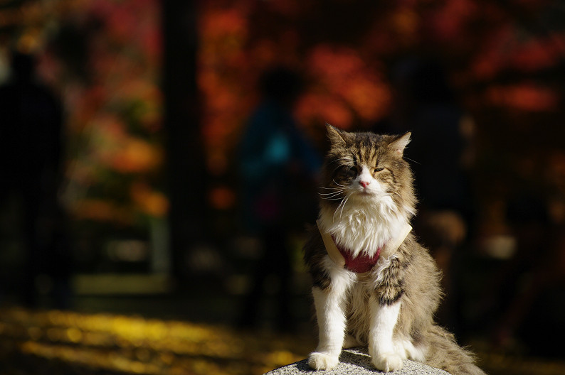 紅葉 2012　～京都御苑～_f0152550_2257346.jpg