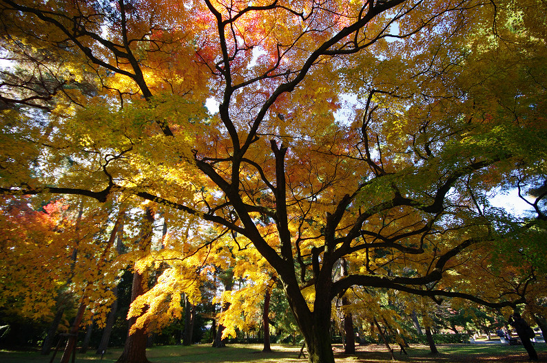 紅葉 2012　～京都御苑～_f0152550_22573688.jpg