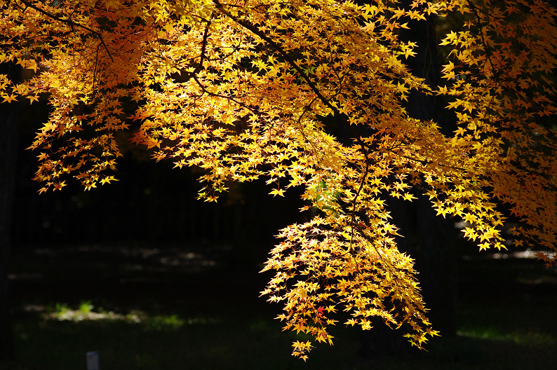 紅葉 2012　～京都御苑～_f0152550_22574858.jpg