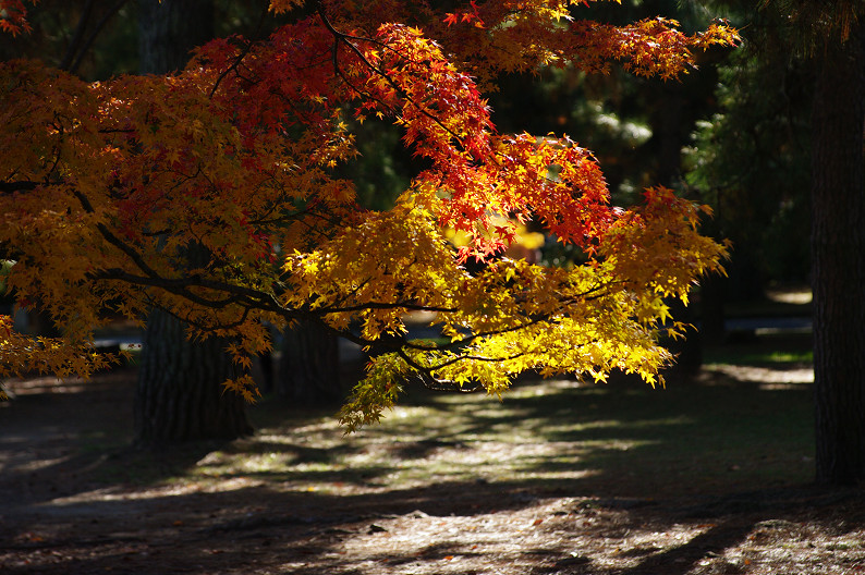 紅葉 2012　～京都御苑～_f0152550_2258215.jpg