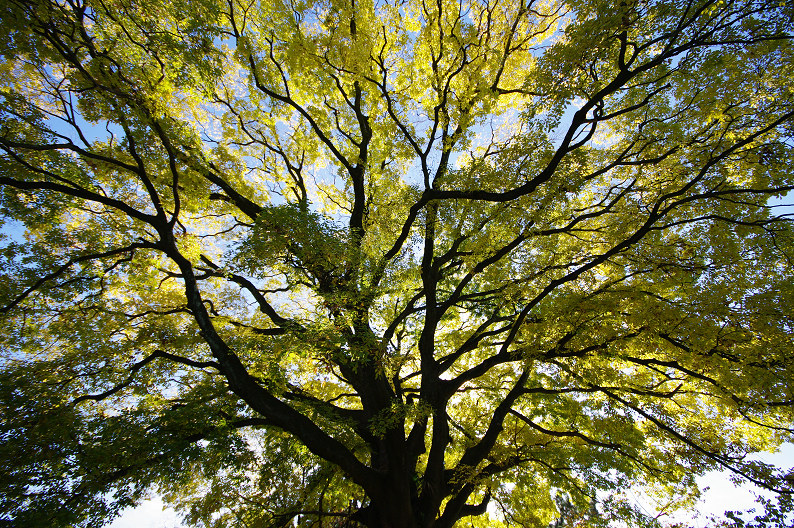 紅葉 2012　～京都御苑～_f0152550_23184736.jpg