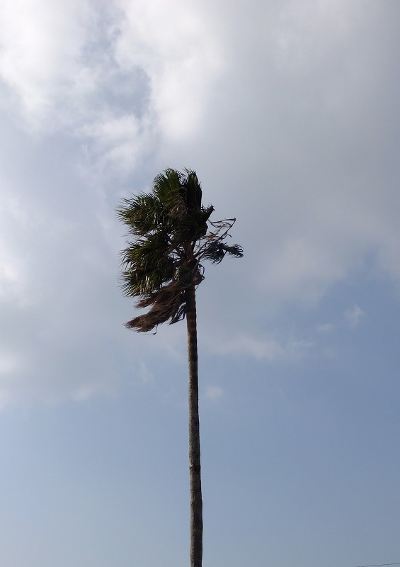 c0238352_20303981.jpg
