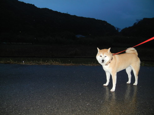 ’12,12、4(火)寒い雨の日だけど!_f0060461_102638100.jpg