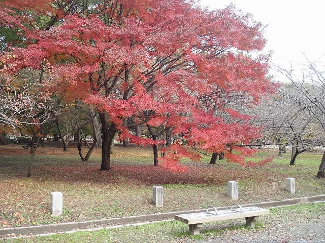 第３ブロック来年３月例会「八重の桜②」下見_b0044663_21375082.jpg