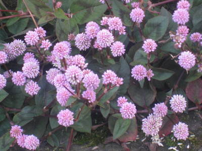b0267163_21354059.jpg