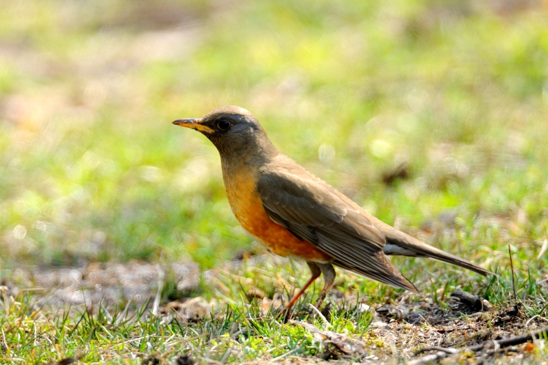アカハラ 野鳥図鑑 日本の野鳥650参考 真木広造氏 アカハラ 野鳥図鑑 日本の野鳥650参考 真木広造氏