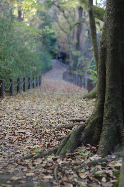 朝の小径 #Narrow #path #morning #photo #pentax _c0153764_19183029.jpg