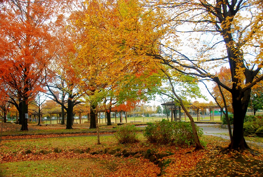 枯葉舞う公園_c0187781_17545548.jpg