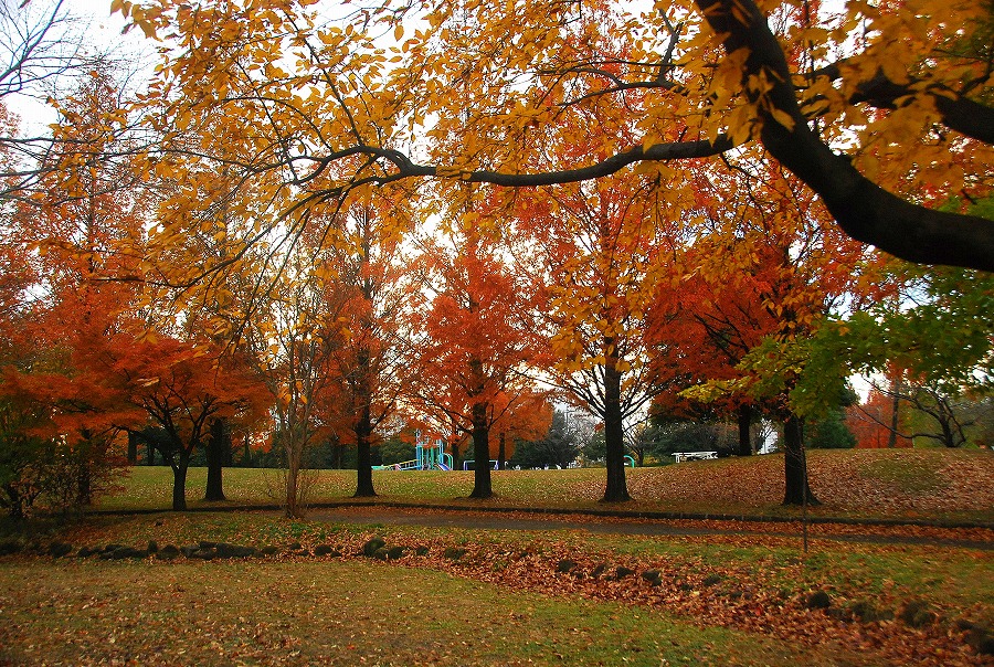 枯葉舞う公園_c0187781_1755949.jpg