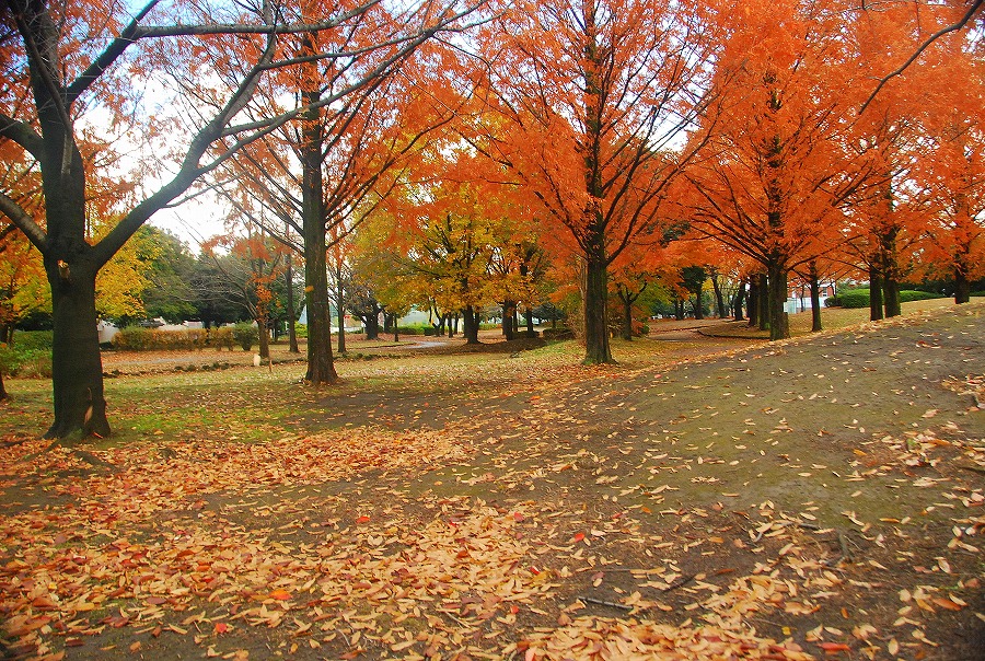 枯葉舞う公園_c0187781_17563492.jpg