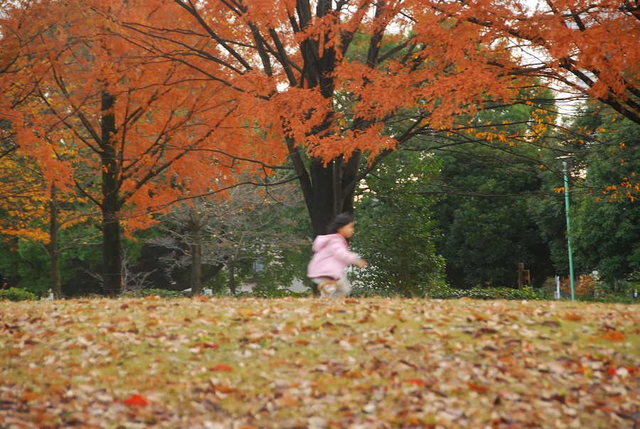 枯葉舞う公園_c0187781_175817.jpg