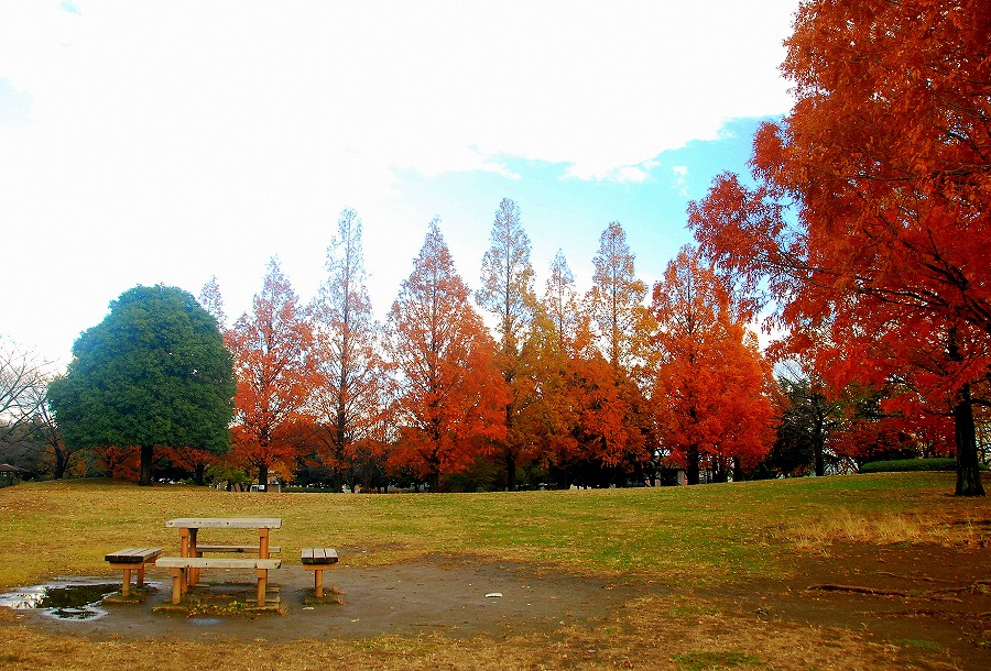 枯葉舞う公園_c0187781_1759623.jpg