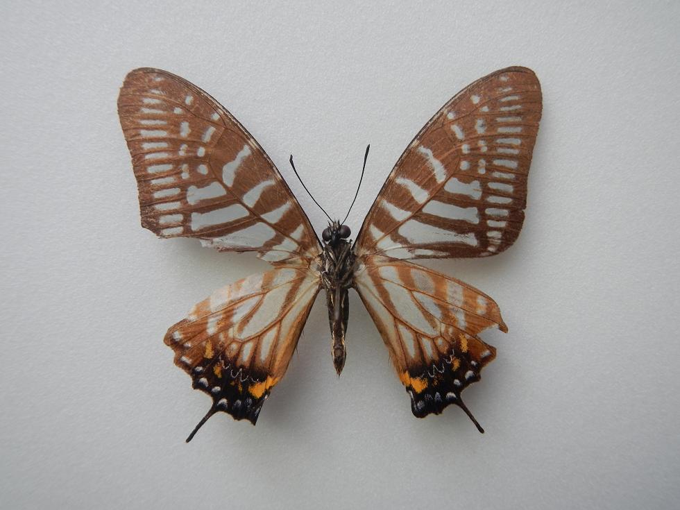 フィディアスオナガタイマイ Graphium Phidias Butterflies Of Lao Pdr