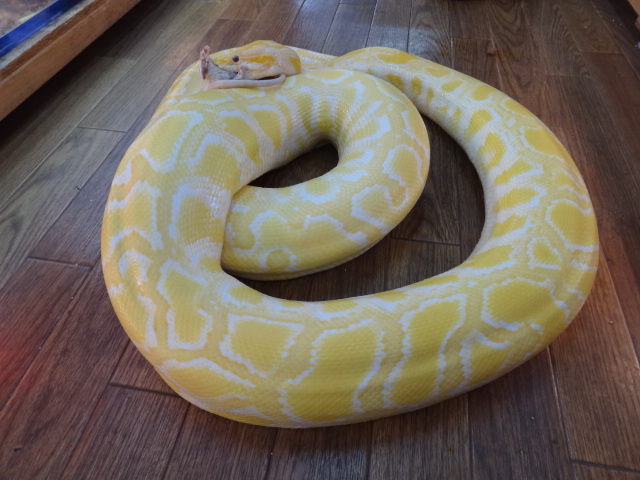 生体情報 Sauriaブログ