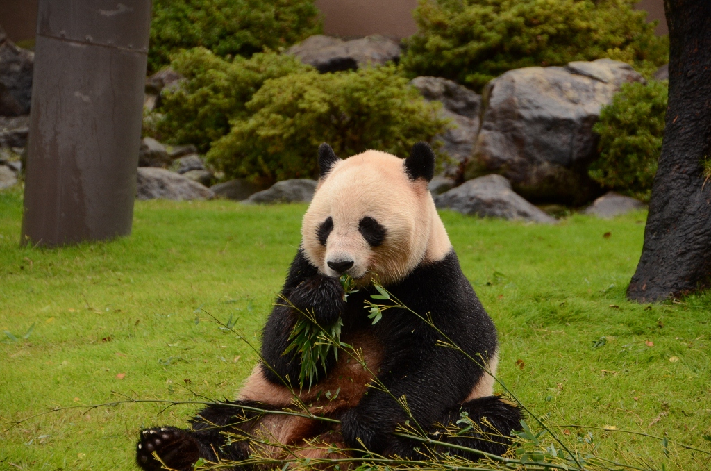 ２０１２年１１月白浜パンダ見隊その１１_a0052986_9255064.jpg