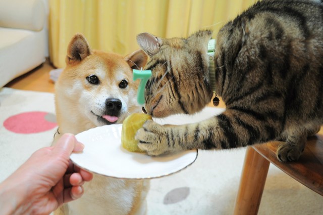 さつまいも_a0126590_2339346.jpg
