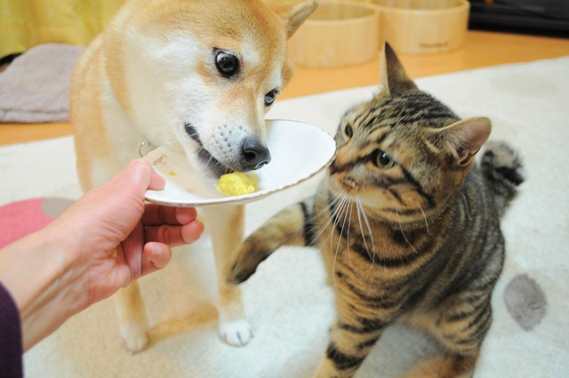 さつまいも_a0126590_23422165.jpg
