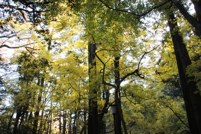 成田山公園の紅葉2012①_a0127090_20383515.jpg