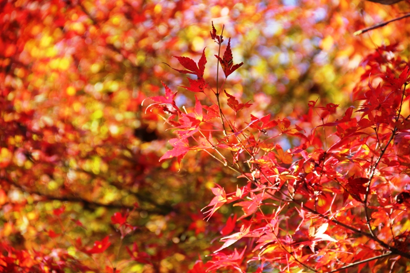 成田山公園の紅葉2012①_a0127090_20402012.jpg