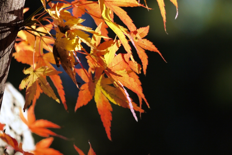 成田山公園の紅葉2012①_a0127090_20404328.jpg