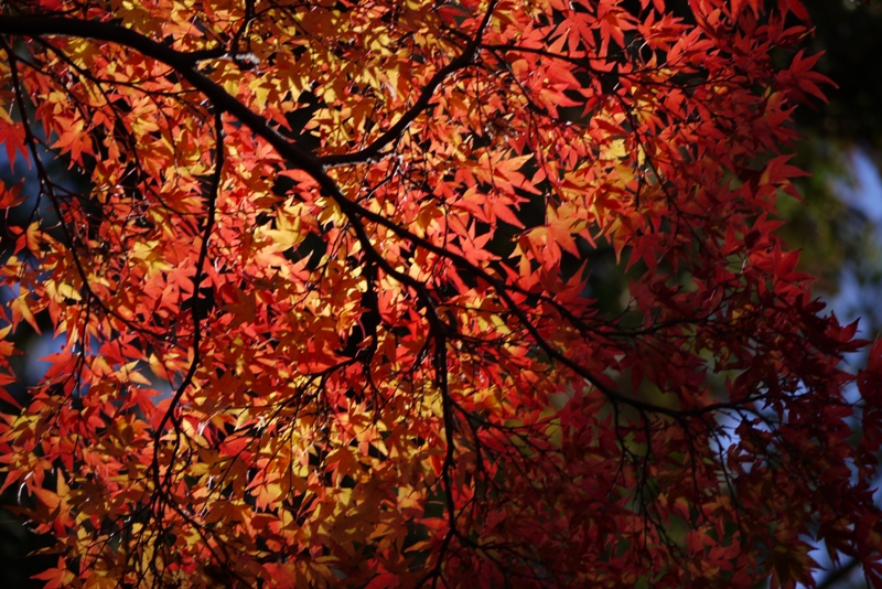 成田山公園の紅葉2012①_a0127090_20405044.jpg