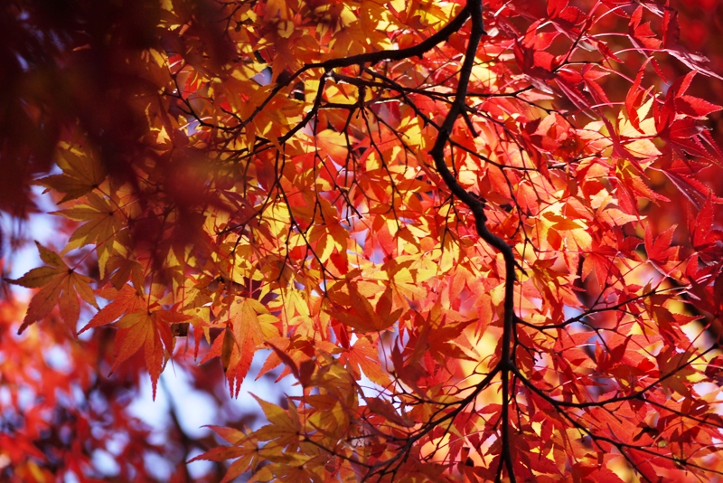 成田山公園の紅葉2012①_a0127090_20405831.jpg