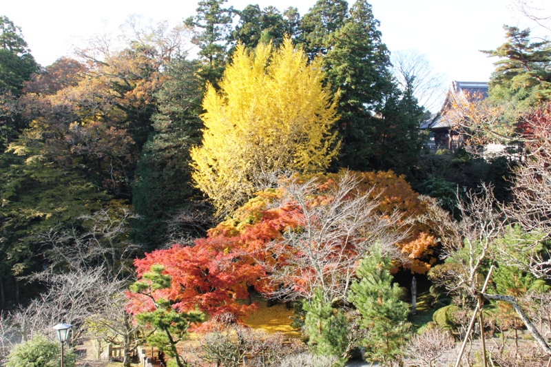 成田山公園の紅葉2012①_a0127090_20424353.jpg