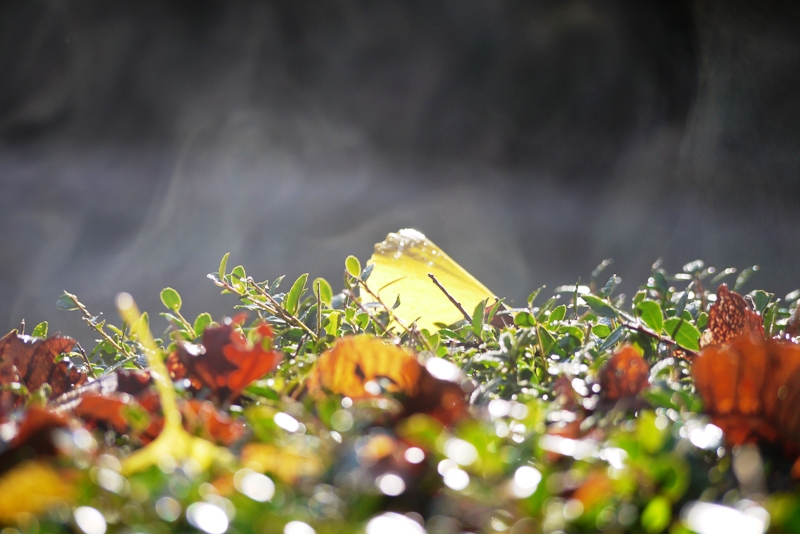 成田山公園の紅葉2012①_a0127090_20435233.jpg